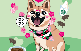Yume the Shiba Inu Portrait