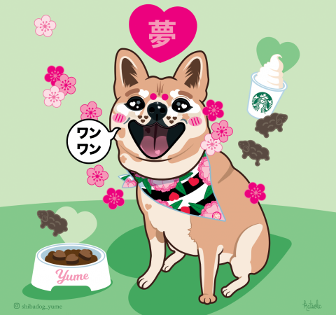 Yume the Shiba Inu Portrait